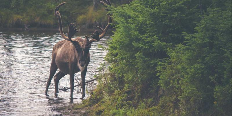 从像素图腾到战略核心：《最终幻想》系列召唤兽设计演变史与文化符号解析